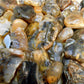 Rock Tumbler Gem Refill Kit Yellowstone Montana Black Dendrite Agate Rough 8 oz