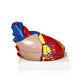 Parco Scientific Pb00070 Human Heart Model | 3 Parts, 3X Life Size | Shows External And Internal Anatomy Detail With Ventricles, Atria, Valves, Veins And Aorta | Labelled Diagram Included
