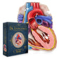 Dr. Livingston'S Human Heart Anatomy Puzzle - A Medically Accurate Jigsaw Puzzle Of The Heart Section - Educational Organ Puzzle