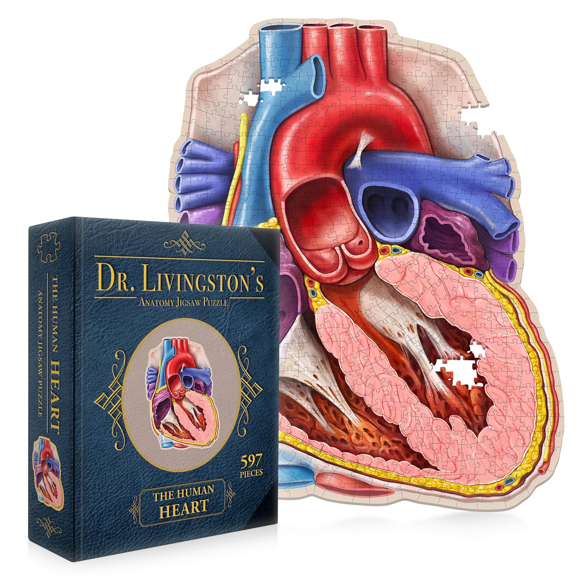 Dr. Livingston'S Human Heart Anatomy Puzzle - A Medically Accurate Jigsaw Puzzle Of The Heart Section - Educational Organ Puzzle