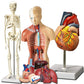 Evviva Sciences Human Heart, Torso, And Skeleton Models - Hands-On 3D Model Study Tools For Anatomy And Physiology Students With