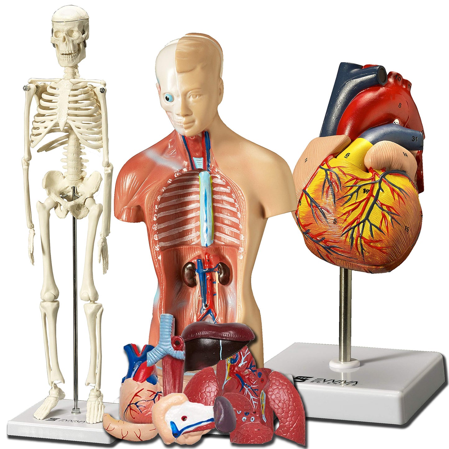 Evviva Sciences Human Heart, Torso, And Skeleton Models - Hands-On 3D Model Study Tools For Anatomy And Physiology Students With