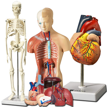 Evviva Sciences Human Heart, Torso, And Skeleton Models - Hands-On 3D Model Study Tools For Anatomy And Physiology Students With