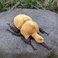 Zhongxin Made Realistic Gold Atlas Beetle Plush Toy - 10'' Atlas Insect Beetle Stuffed Animal, Soft Crustaceans Animals Model, U