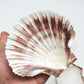 Pepperlonely 6 Pc Large Great Scallop Sea Shells, Irish Deeps Or Irish Baking Shells, 4 Inch ~ 4-1/2 Inch