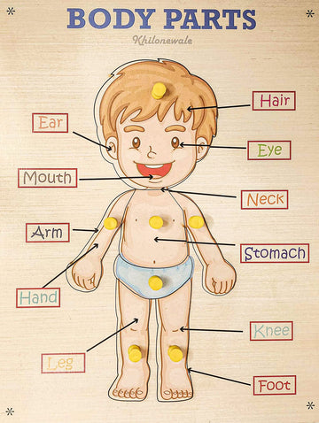 Khilonewale Wooden Parts Of Body Tray With Knob Puzzle Toy For Children, Educational Board And Learning Toy For Kids  Multi Col