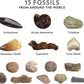 Young Paleontologists Mine