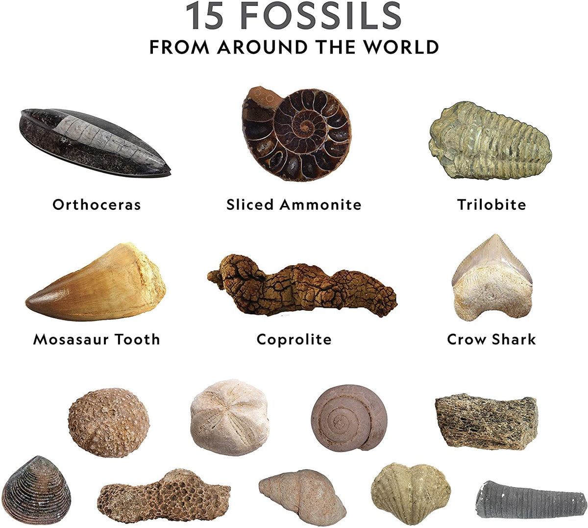 Young Paleontologists Mine