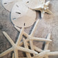 Tumbler Home Sand Dollars Set of 12 - White 2" to 2.25" Wedding Craft Decor
