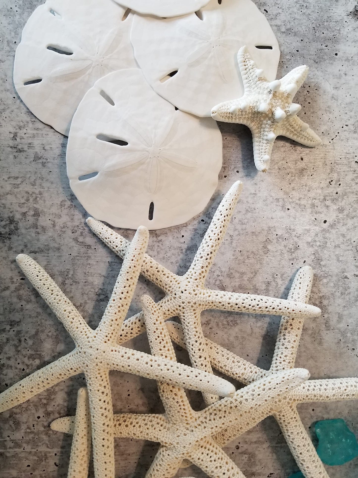 Tumbler Home Sand Dollars Set of 12 - White 2" to 2.25" Wedding Craft Decor