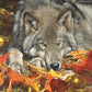 Ceaco - Wolf'S Contemplation - 500 Piece Jigsaw Puzzle