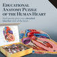 Dr. Livingston'S Human Heart Anatomy Puzzle - A Medically Accurate Jigsaw Puzzle Of The Heart Section - Educational Organ Puzzle