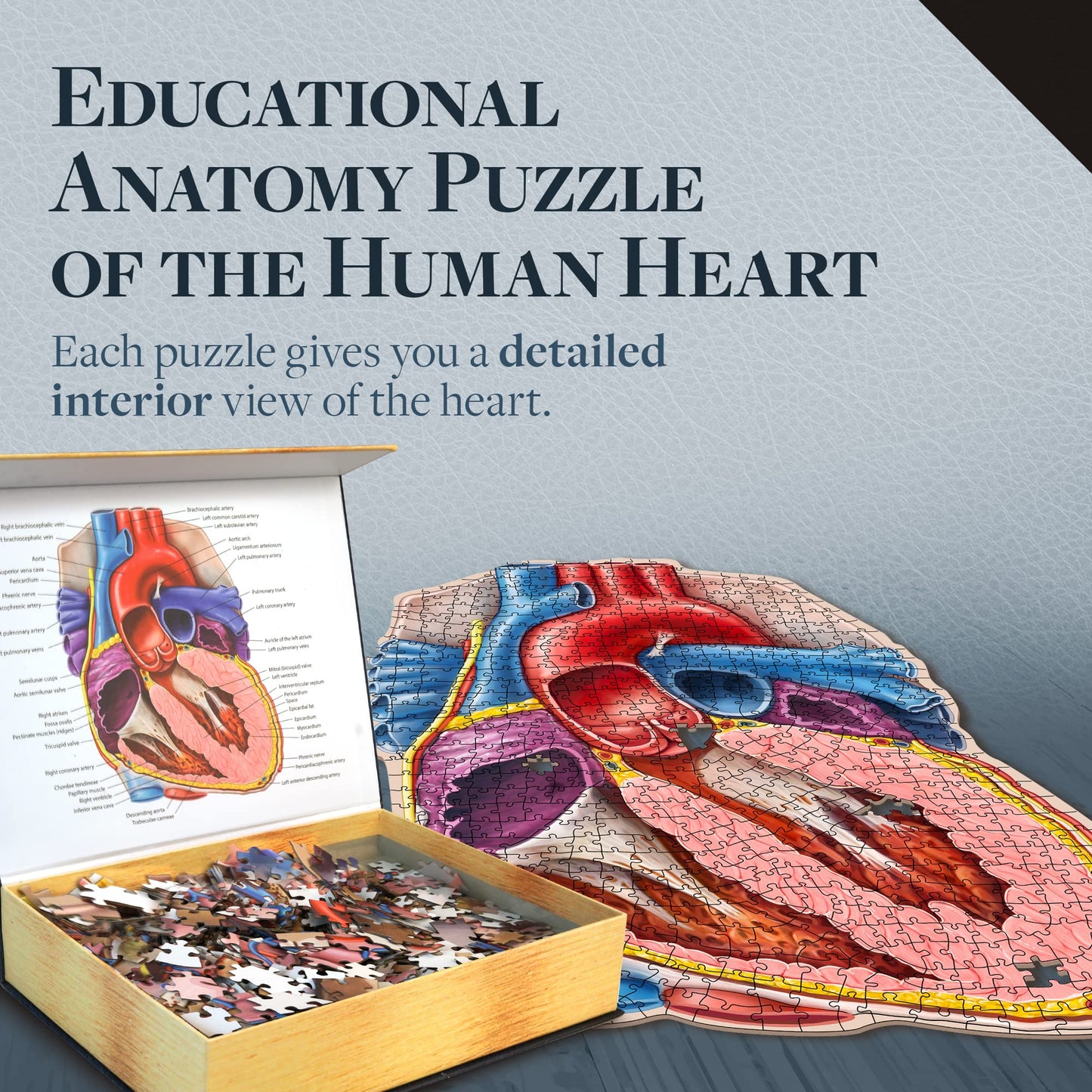 Dr. Livingston'S Human Heart Anatomy Puzzle - A Medically Accurate Jigsaw Puzzle Of The Heart Section - Educational Organ Puzzle