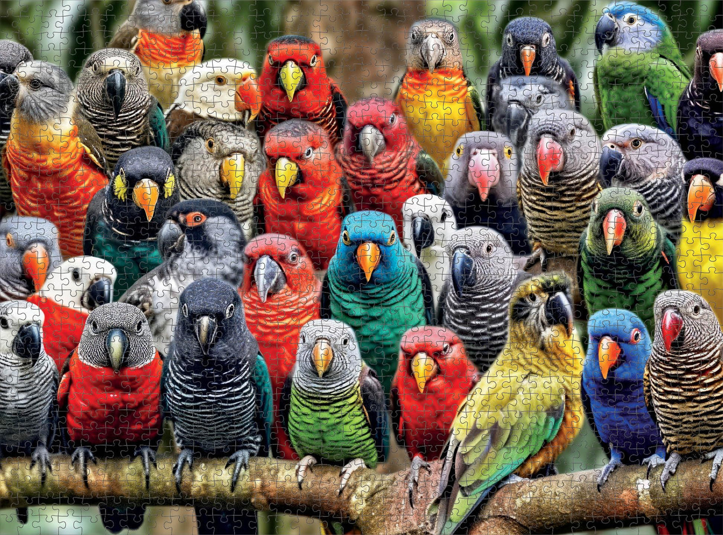 Cross & Glory 1000 Piece Jigsaw Puzzle - Kaleidoscope of Feathers, Large Size, Durable Cardboard, Unique Bird Artwork