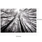 Bgraamiens Puzzle-Forest In Black And White-1000 Pieces Creative Black And White Nature Scenery Hard Puzzle Blue Board Jigsaw Pu