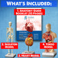 Evviva Sciences Human Heart, Torso, And Skeleton Models - Hands-On 3D Model Study Tools For Anatomy And Physiology Students With
