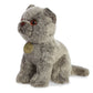 Aurora - Miyoni - 9' Scottish Fold