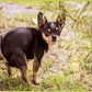 Better Me Prank Puzzle - 500 Piece Cheeky Chihuahua Pooping Dogs Gag Gift for Adults & Teens, Cardboard Fun Puzzle