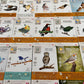 Stonemaier Games: Wingspan Fan Art Pack | Submitted Illustrations Of Fan Favorite Birds In Wingspan | Needs Wingspan Base Game T