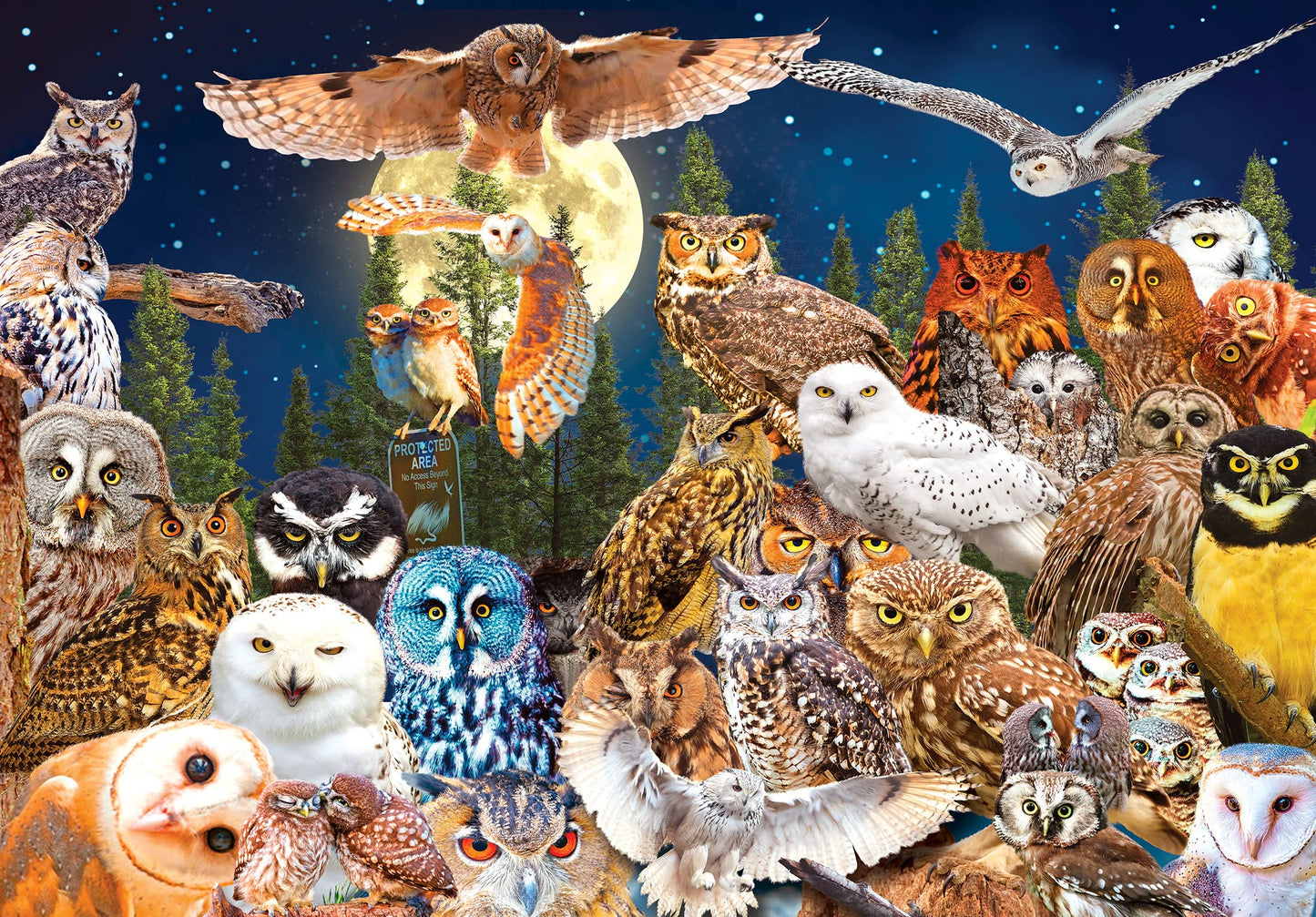 Roseart - Kodak Premium - Night Owls - 1500 Piece Jigsaw Puzzle For Adults