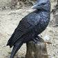Pacific Giftware Dark Raven Crow Perched On Tree Stump Collectible Figurine Lifelike Colors 6 Inch Halloween Haunted House Evil Decor