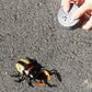 Tipmant RC Beetle Remote Control Insects Realistic Electronic Simulation Climber Animal Prank Toy Vehicle Kids Birthday Gifts (Y
