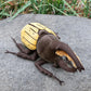 ZHONGXIN MADE Plush Insect Toy, 10" Great Halberd Beetle, Realistic Isopod Model, Soft Fabric, Unique Gift for Kids
