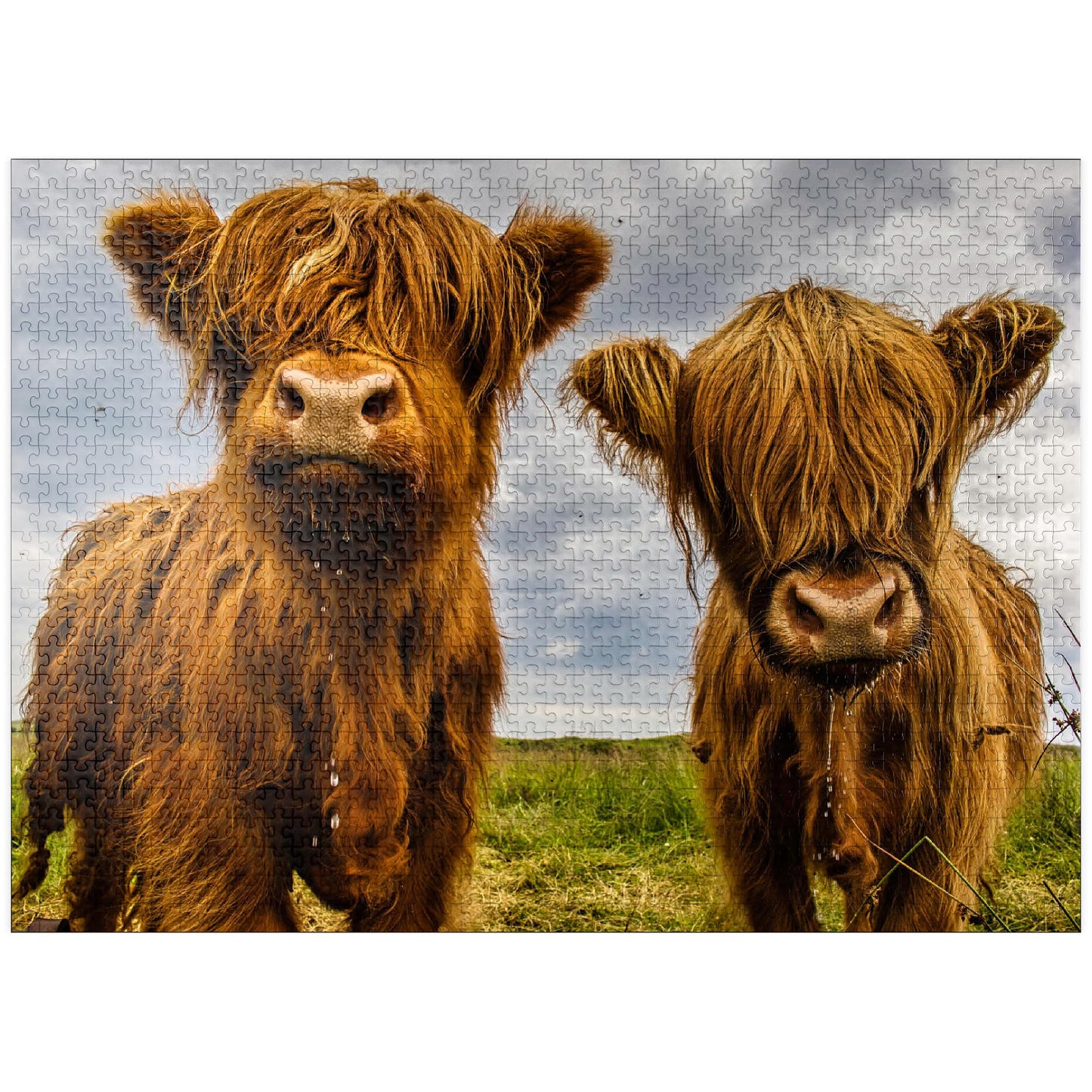 MyPuzzle.com 1000 Piece Jigsaw Puzzle - Premium Cardboard Puzzle of Two Colorful Highland Cows for Adults
