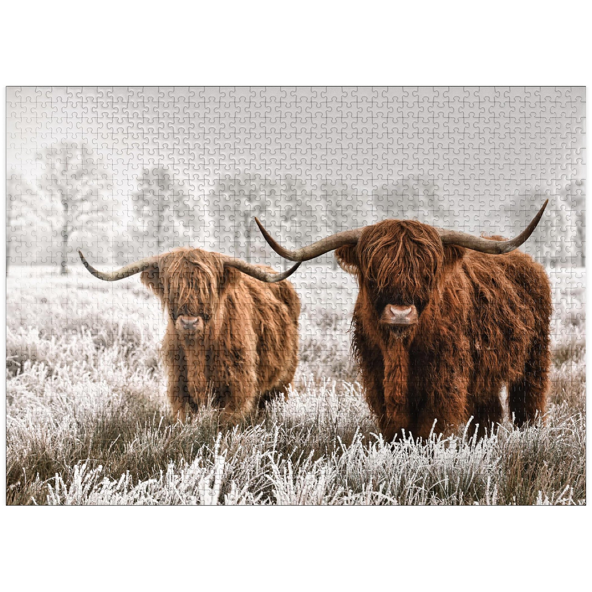 MyPuzzle Hairy Scottish Highland Cattle in A Winter Landscape - enhanced 1000 Piece Jigsaw Puzzle for mature-themeds