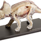 Famemaster 4D Vision Triceratops Anatomy Model