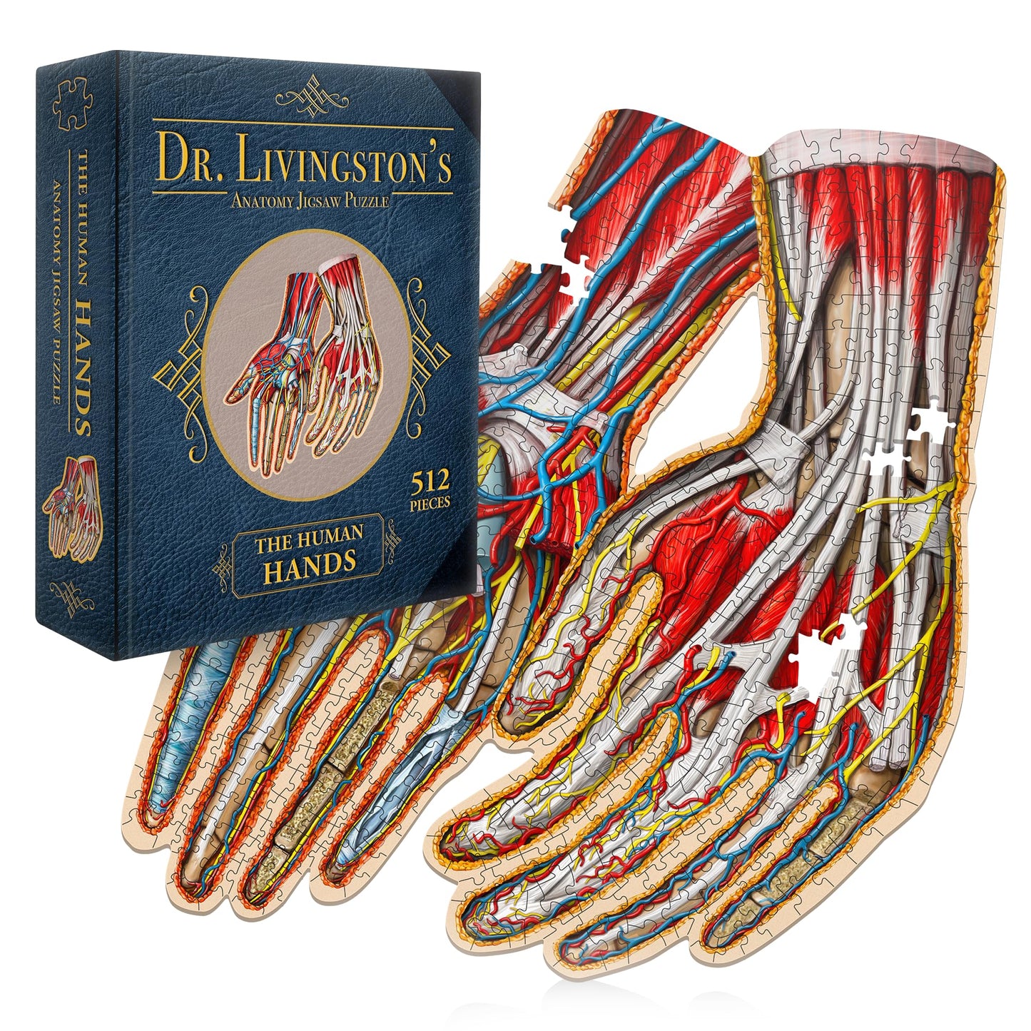 Genius Games Dr. Livingston's Human Hands Anatomy Puzzle - Medically Accurate Cardboard Jigsaw, Model 231085, Educational Toy for Science Lovers