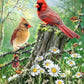 Springbok'S 500 Piece Jigsaw Puzzle Golden Light - Made In Usa