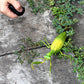 Tipmant Rc Praying Mantis Toy Ir Remote Control Animal Fake Car Vehicle Electric For Kids Birthday