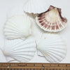 Pepperlonely 6 Pc Large Great Scallop Sea Shells, Irish Deeps Or Irish Baking Shells, 4 Inch ~ 4-1/2 Inch