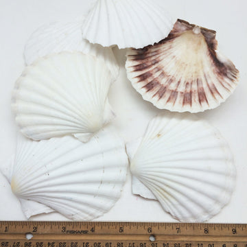 Pepperlonely 6 Pc Large Great Scallop Sea Shells, Irish Deeps Or Irish Baking Shells, 4 Inch ~ 4-1/2 Inch