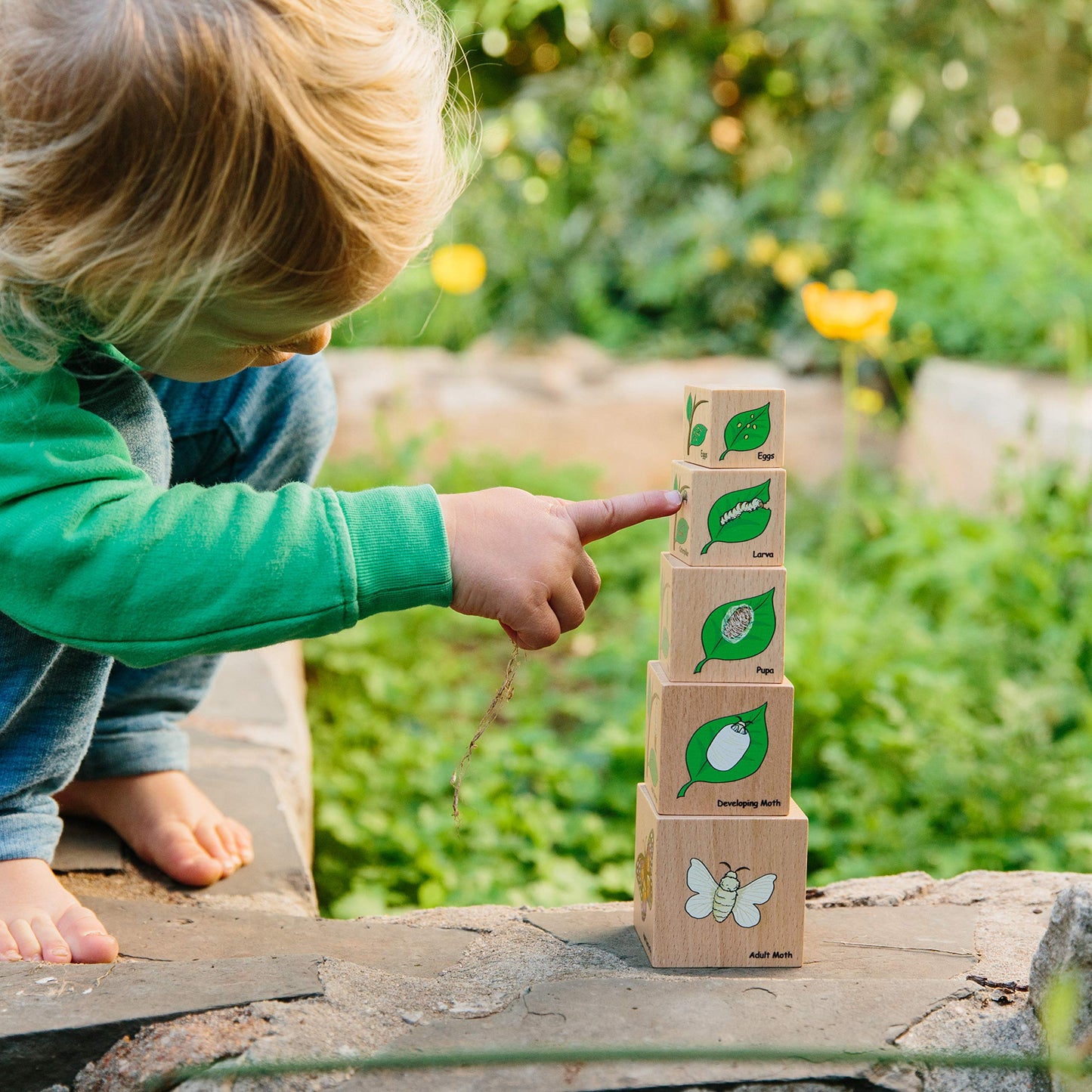 The Freckled Frog Life Cycle Wooden Blocks - Set Of 5 - Ages 12M+ - Science Toys For Toddlers - Explore 5 Stages Of The Moth, Butterfly, Chicken, Frog