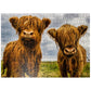 Mypuzzle Two Highland Cows - Premium 500 Piece Jigsaw Puzzle For Adults