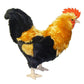 Adore Plush Company 14" Standing Valiant Rooster Chicken Plush Toy - Soft Plush Material