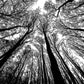 Bgraamiens Puzzle-Forest In Black And White-1000 Pieces Creative Black And White Nature Scenery Hard Puzzle Blue Board Jigsaw Pu