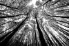 Bgraamiens Puzzle-Forest In Black And White-1000 Pieces Creative Black And White Nature Scenery Hard Puzzle Blue Board Jigsaw Pu