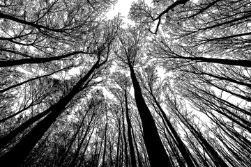Bgraamiens Puzzle-Forest In Black And White-1000 Pieces Creative Black And White Nature Scenery Hard Puzzle Blue Board Jigsaw Pu