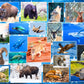 Wildlife Of Our National Parks 500-Piece Puzzle - Usa National Parks Jigsaw Puzzle, Animals From Acadia, Yellowstone, Zion, Arch