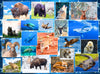 Wildlife Of Our National Parks 500-Piece Puzzle - Usa National Parks Jigsaw Puzzle, Animals From Acadia, Yellowstone, Zion, Arch
