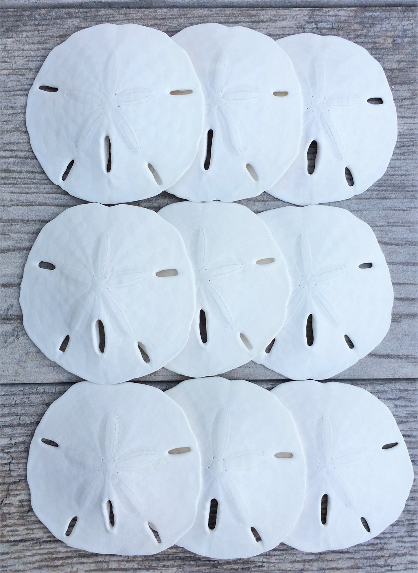 Nautical Crush Trading Sand Dollar | Real Sand Dollars 2 1/2' To 3' (Set Of 9) | Sand Dollar Shells Plus Free Nautical Ebook By Joseph Rains