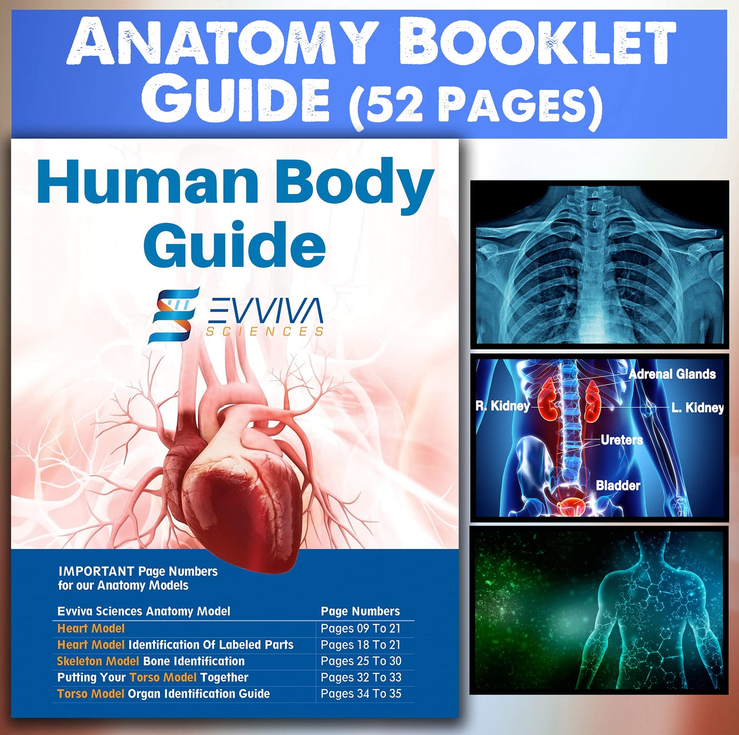 Evviva Sciences Human Heart, Torso, And Skeleton Models - Hands-On 3D Model Study Tools For Anatomy And Physiology Students With