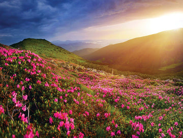 Postcard Collection - Mountain Rhododendron Flowers Puzzle, 550 Piece 24x18 inch Jigsaw from KI Puzzles Photographic Art Collect