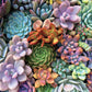 Ceaco - Succulents - Pretty Pastels - Oversized 300 Piece Jigsaw Puzzle