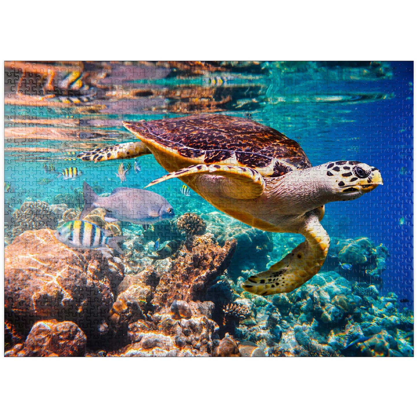 MyPuzzle.com 1000 Piece Colorful Cardboard Jigsaw Puzzle - Hawksbill Turtle Maldives for Adults