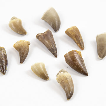 Museum Quality Mosasaurus Teeth - Genuine Mosasaur Dinosaur Tooth From The Late Cretaceous Period - A-Grade Dinosaur Fossils (Se