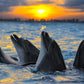 Dolphins In The Sunset 504 Piece Jigsaw Puzzle 16' X 20'